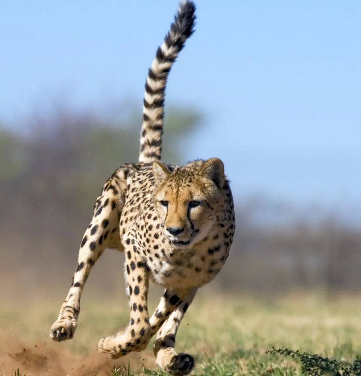 Cheetah in Tanzania